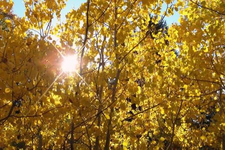 Sun shines through golden autumn leaves in a national park near Jackson Hole, WY