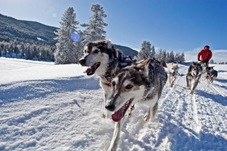 a person being pulled by dogs while dog sledding in the snow
