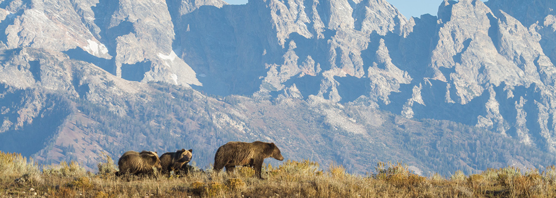 a mother grizzly bear and three cubs spotted on a wildlife tour