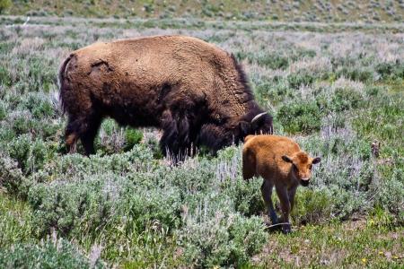 a buffalo grazes in a field while a buffalo calf stands close-by