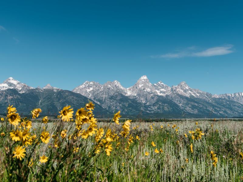 Your Ultimate Guide to Yellowstone and Grand Teton National Parks