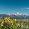 Your Ultimate Guide to Yellowstone and Grand Teton National Parks