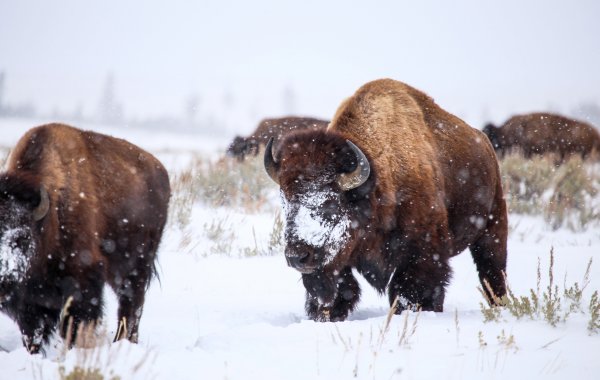 A heard of bison in Jackson Hole.